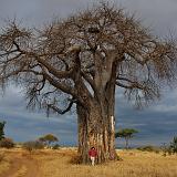 TANZANIA - Tarangire National Park - 52